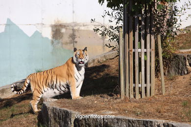 TIGRES 