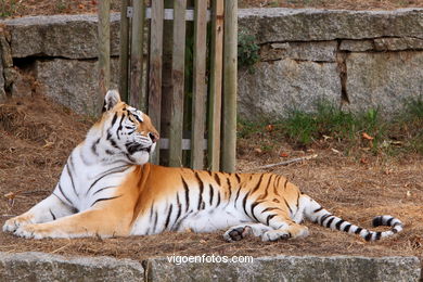 TIGERS