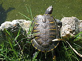 Tortugas