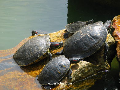 TURTLES