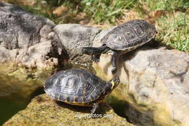 TURTLES