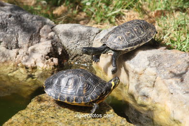 TURTLES