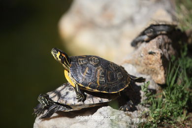 TARTARUGAS: QUELÔNIOS, QUELÓNIOS OU TESTUDÍNEOS