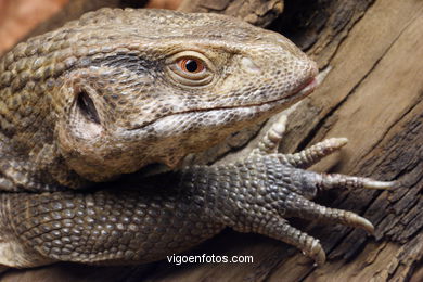 SAVANNAH MONITOR. REPTILES. LIZARD