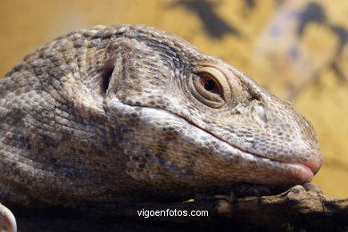 LAGARTO-VARANO DA SAVANA. LAGARTO-MONITOR. RÉPTEIS