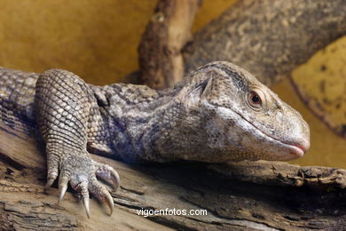 VARANOS: VARANO DE LA SABANA. REPTILES. LAGARTOS