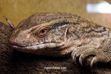 SAVANNAH MONITOR. REPTILES. LIZARD