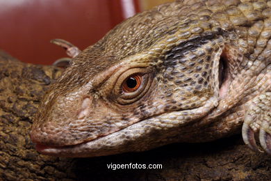 SAVANNAH MONITOR. REPTILES. LIZARD