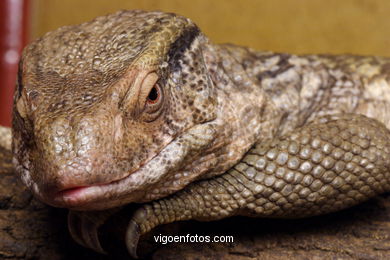 LAGARTO-VARANO DA SAVANA. LAGARTO-MONITOR. RÉPTEIS