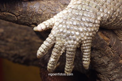 SAVANNAH MONITOR. REPTILES. LIZARD