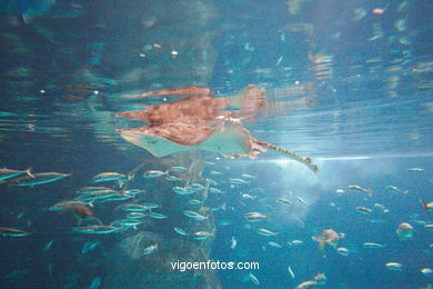 Acuario de Londres. 