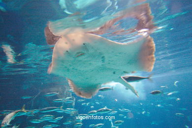 Acuario de Londres. 