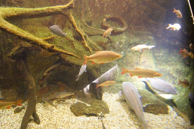 Acuario de Londres. 