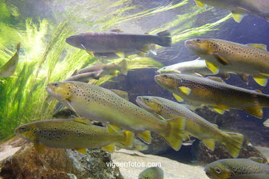 Acuario de Londres. 