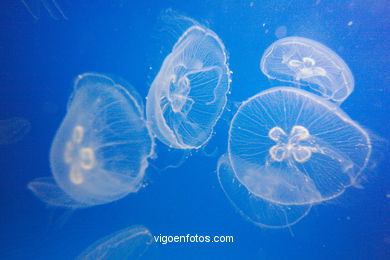 Aquarium of London. 