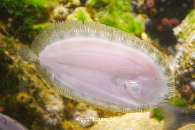 Aquarium of London. 