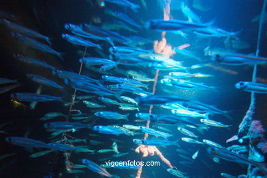 Acuario de Londres. 