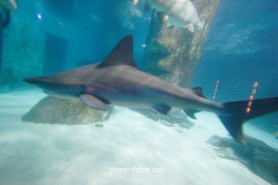 London Aquarium. 