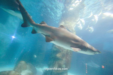 Acuario de Londres. 