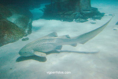 Acuario de Londres. 