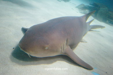 London Aquarium. 