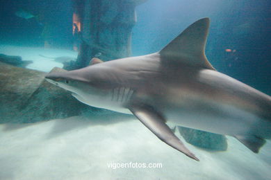 London Aquarium