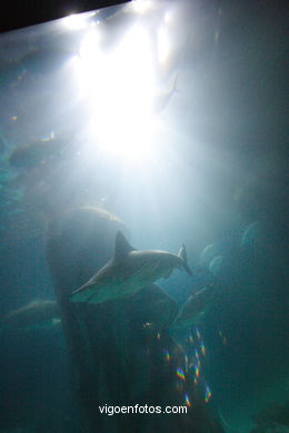 London Aquarium. 