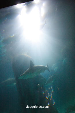 Acuario de Londres. 