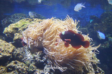 Acuario de Londres. 