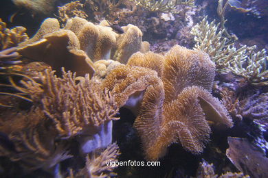 Acuario de Londres. 