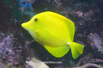 Acuario de Londres. 