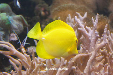 London Aquarium. 