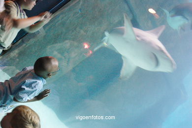 Acuario de Londres. 