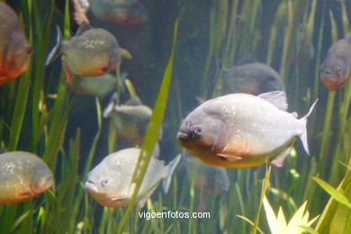 Acuario de Londres. 