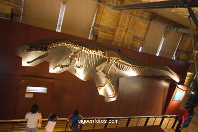 Museo de Historia Natural. 