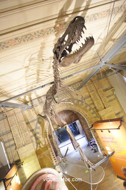 Museo de Historia Natural. 