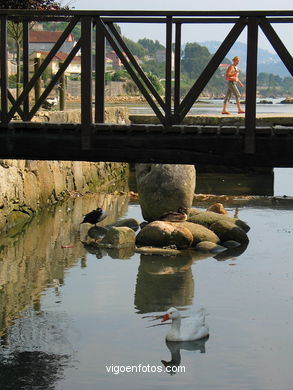 MARISMAS DE MEIRA Y RIO DA PONTE