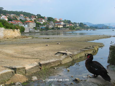 MARISMAS DE MEIRA Y RIO DA PONTE