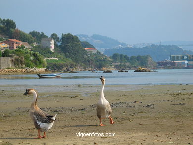 MARISMAS DE MEIRA Y RIO DA PONTE