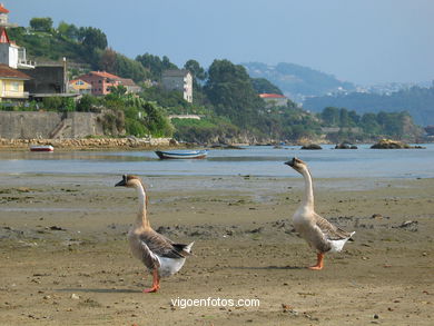 MARISMAS DE MEIRA E RIO DÁ PÕE-TE