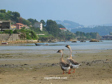 MARISMAS DE MEIRA Y RIO DA PONTE