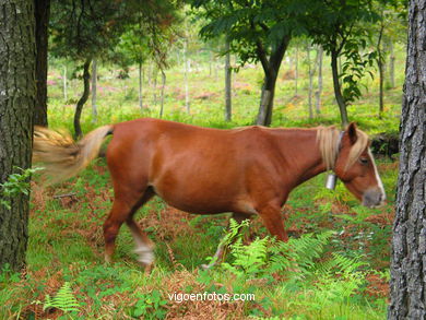 PARQUE FLORESTAL DOMAIO