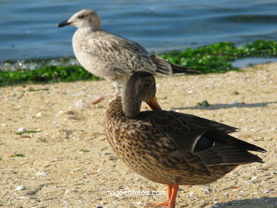 Arealonga SPIAGGIA