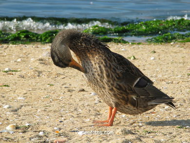 Arealonga SPIAGGIA