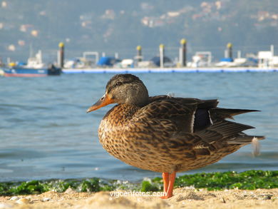 PLAYA DE AREALONGA