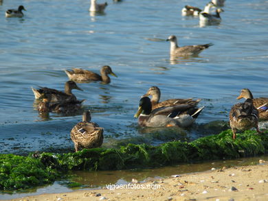 Arealonga SPIAGGIA