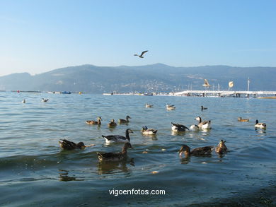 PLAYA DE AREALONGA