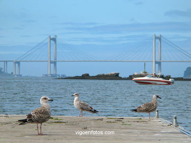 PUENTE DE RANDE