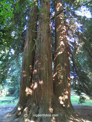 Sotomaior CASTLE. GARDENS