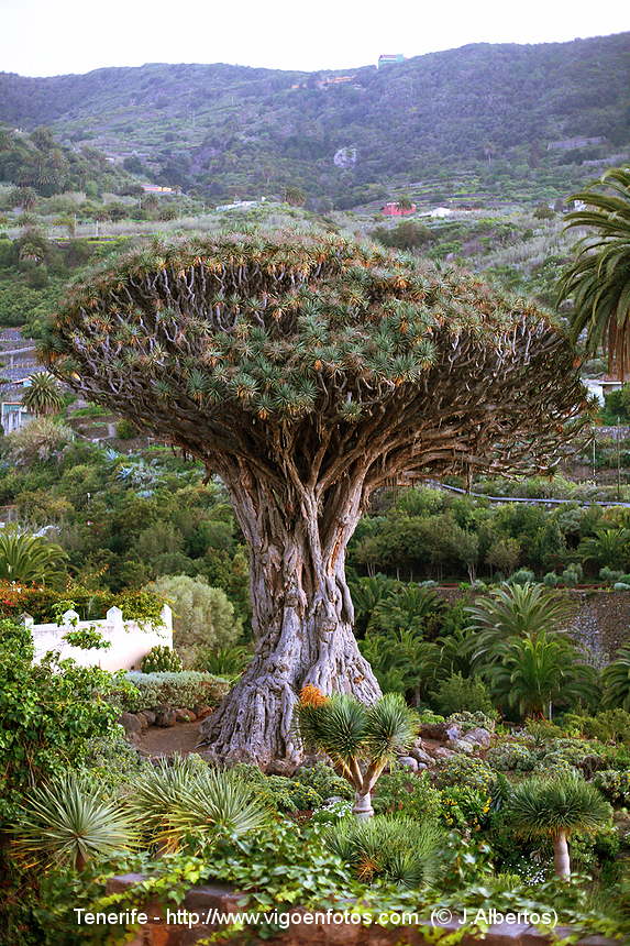 PHOTOS DE DRAGO. ICOD DE VINS. ILES CANARIES TENERIFE - - DRAGO ...